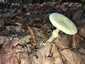 Citromgalóca (Amanita citrina), Somogy